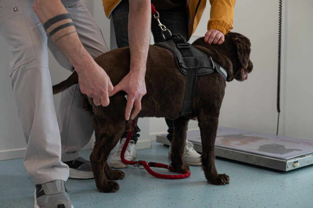 Check bij de hond op artrose